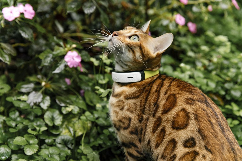 Kippy CAT : un petit collier GPS pour suivre votre chat et l'aider